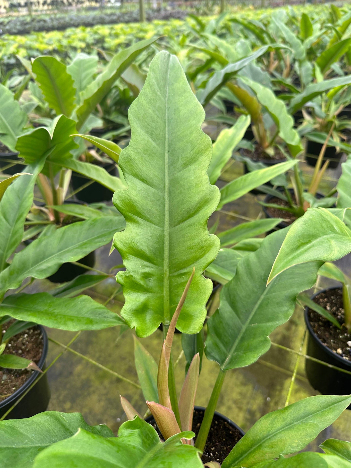 6" Philodendron Jungle Boogie - Philodendron Crocodile Tail
