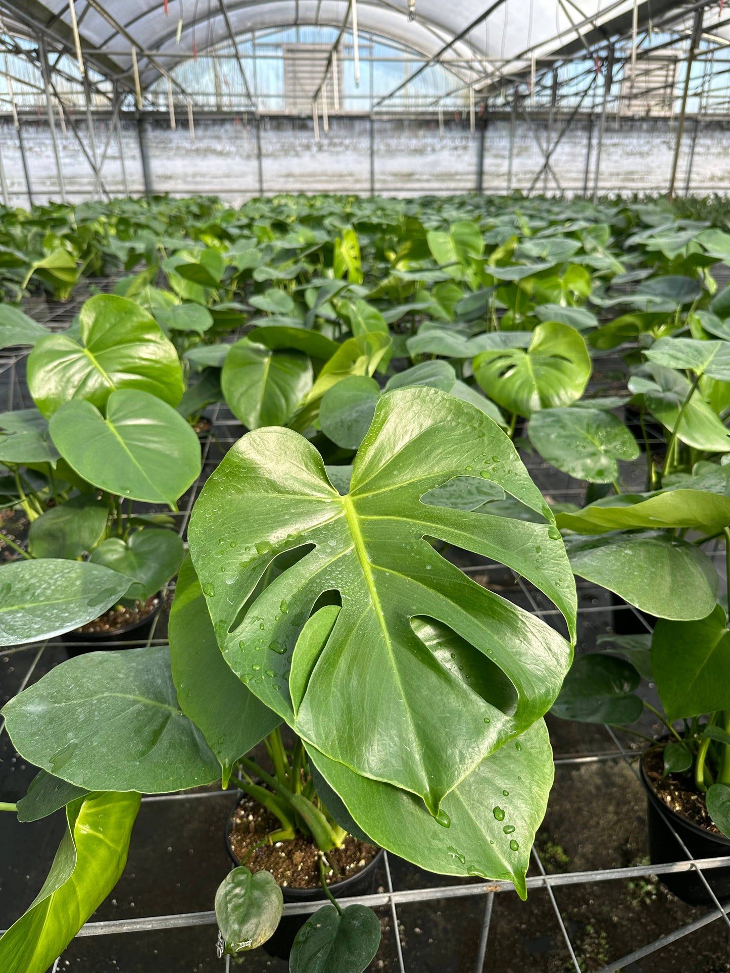 6" Monstera Deliciosa - Swiss Cheese Plant