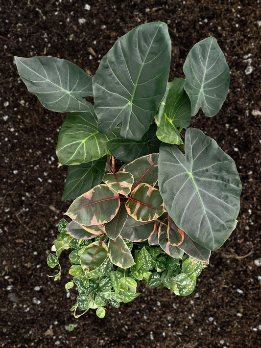 6" Foliage Assortment