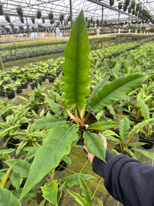 6" Philodendron Jungle Boogie - Philodendron Crocodile Tail