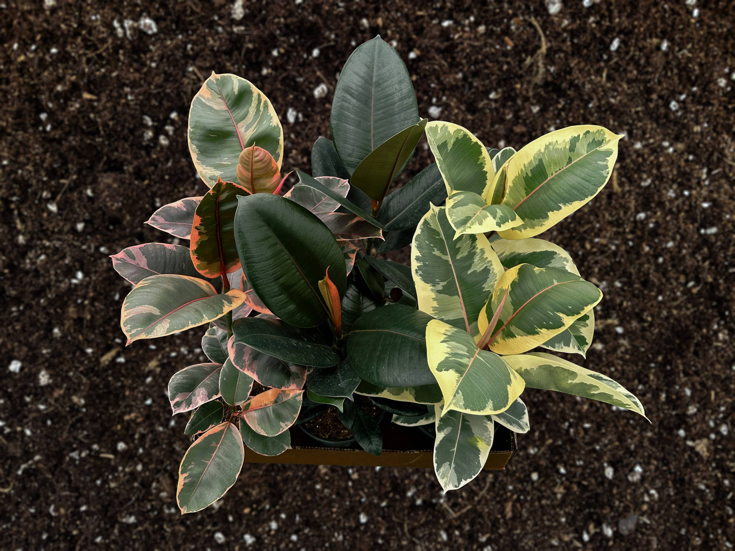 6" Ficus Assortment