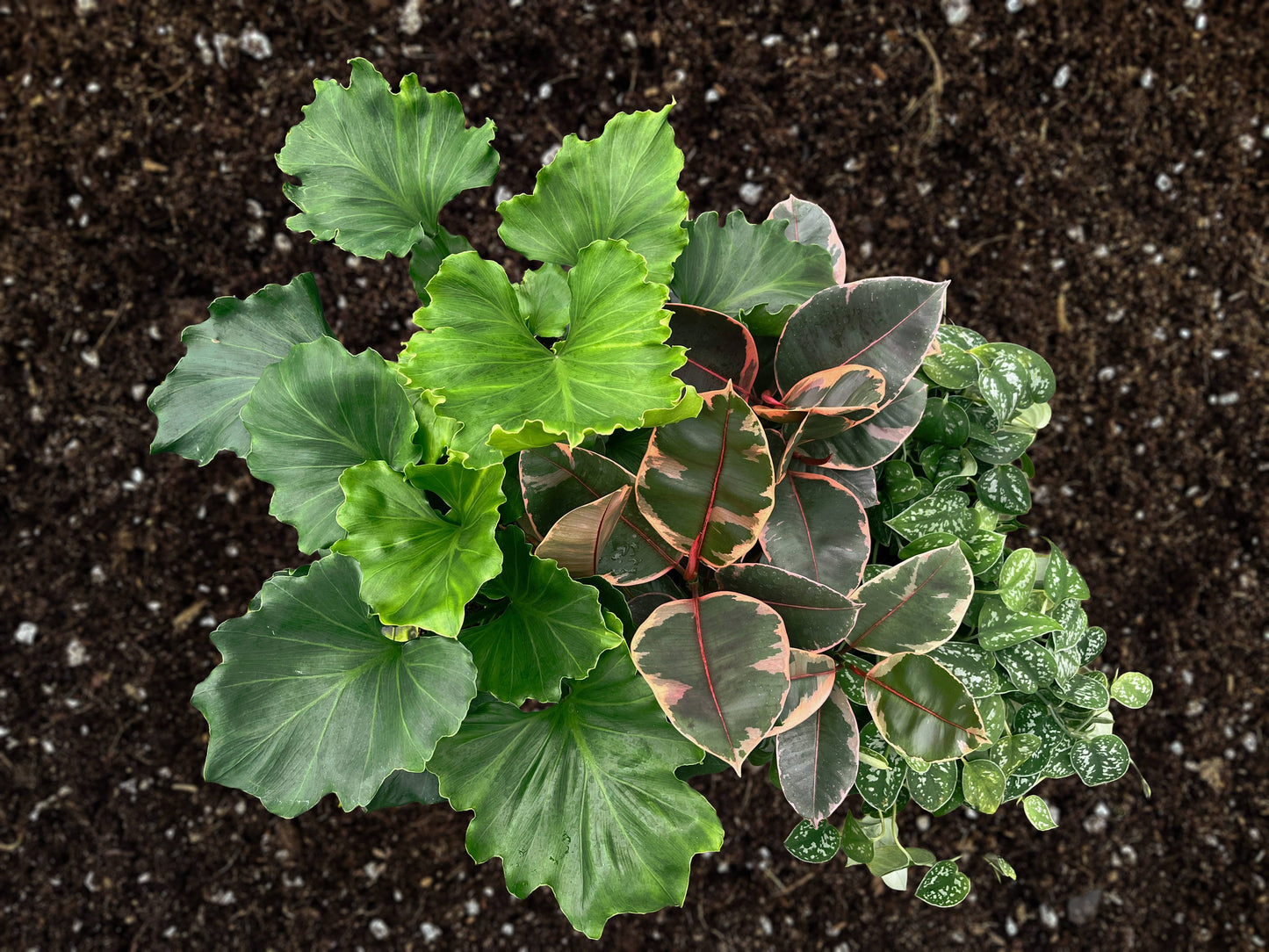 6" Foliage Assortment
