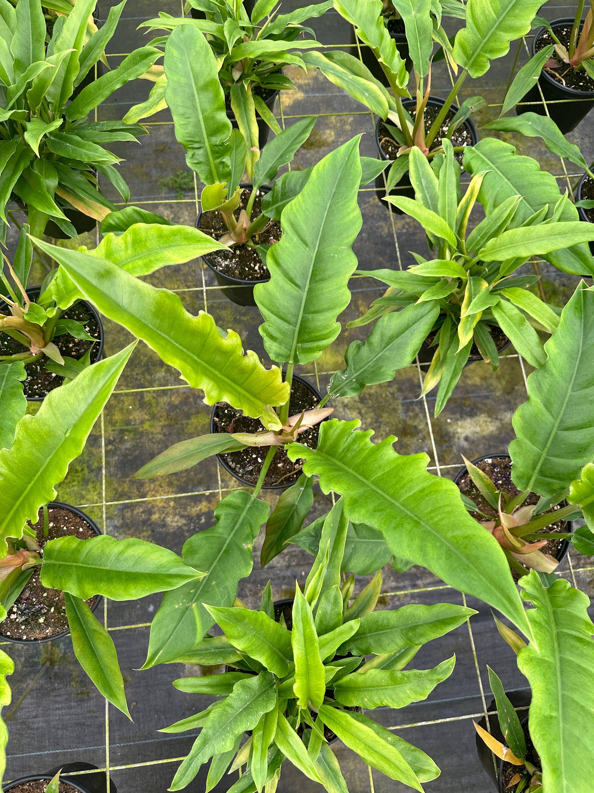 philodendron crocodile tail 6" Philodendron Jungle Boogie