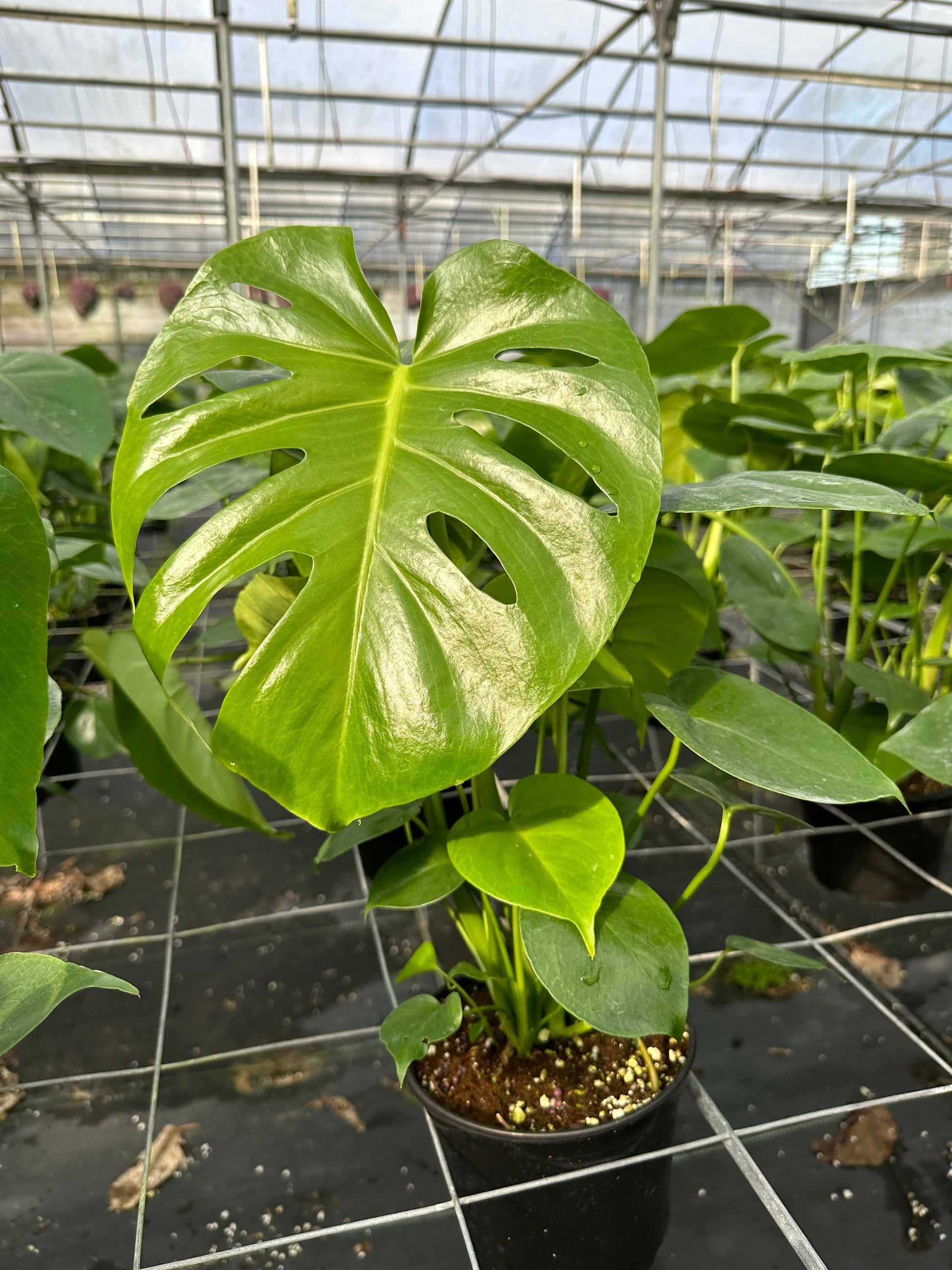 6 monstera deliciosa 6" Monstera Deliciosa
