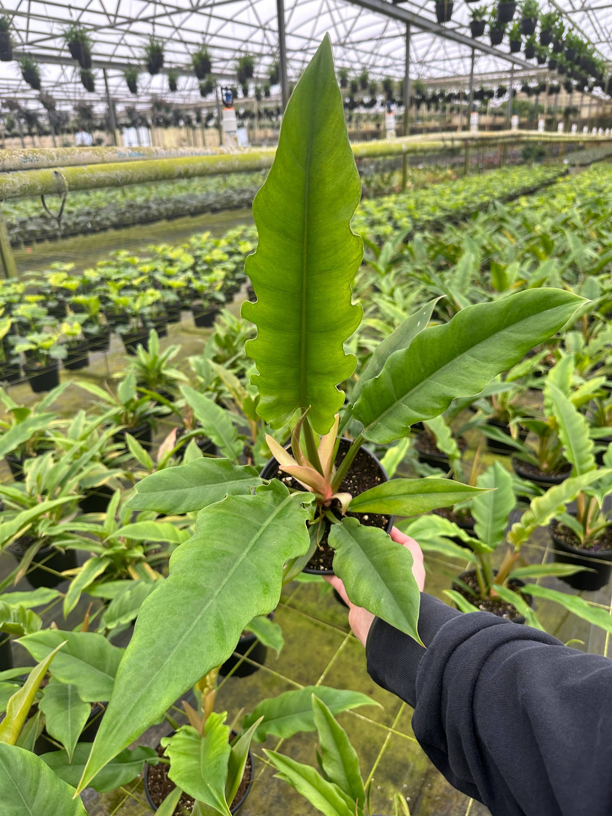 philodendron crocodile tail 6" Philodendron Jungle Boogie
