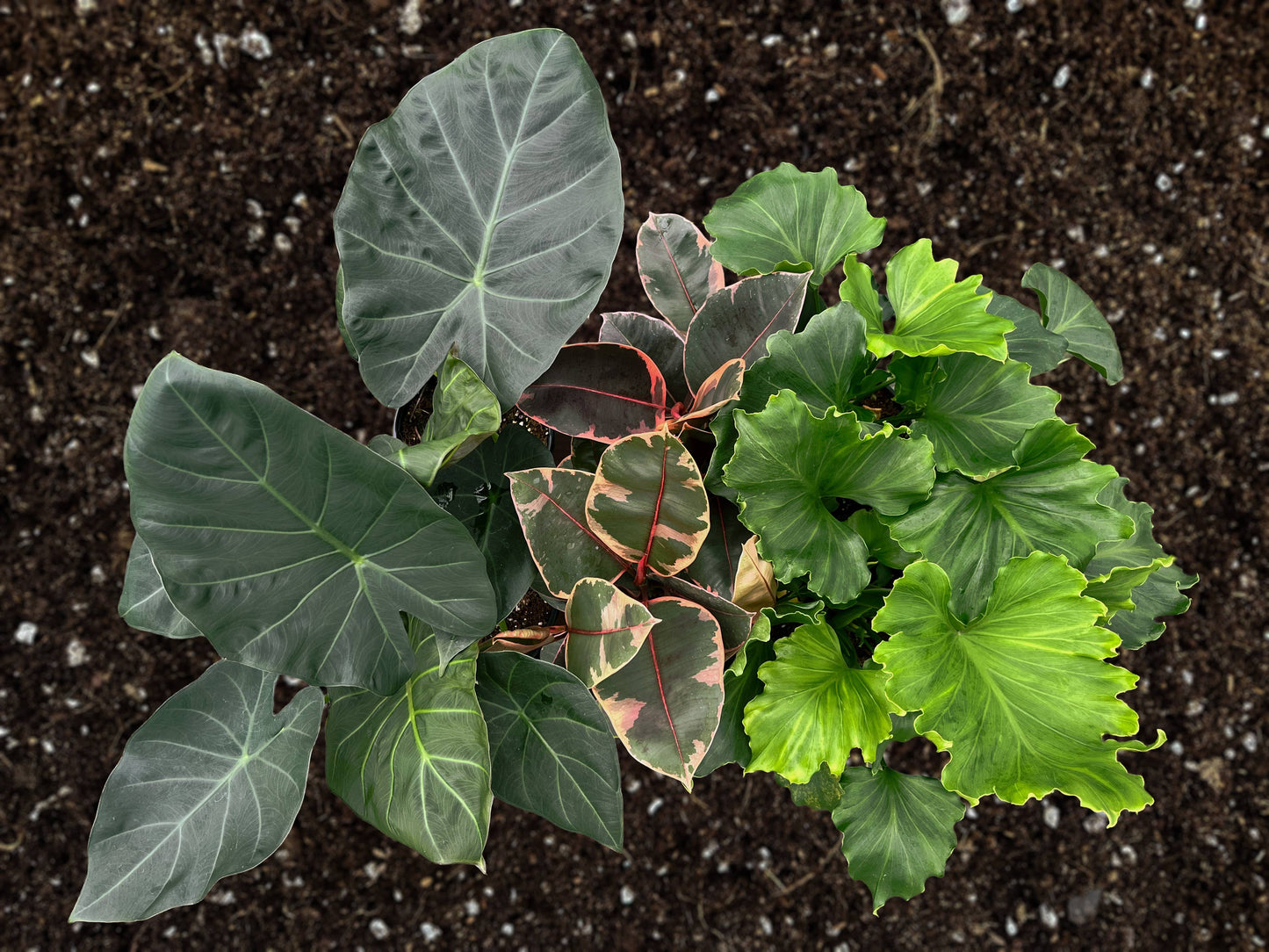 6" Foliage Assortment